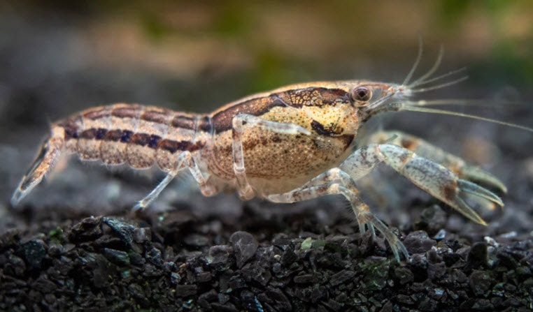 Crayfish Alabama Dwarf Cambarellus sp