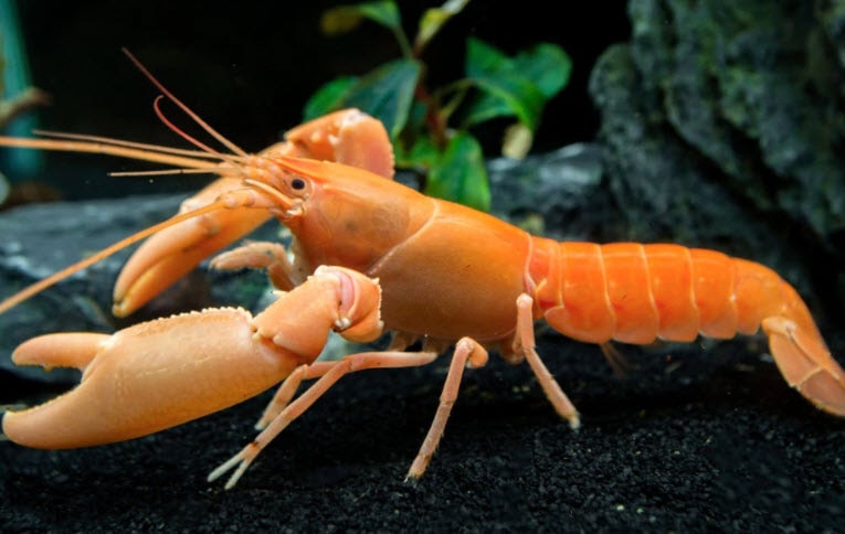 Crayfish Apricot Cherax holthiisi var Apricot