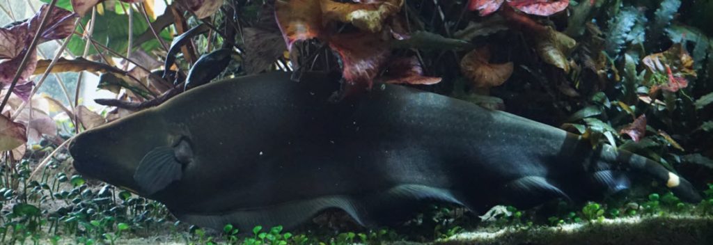 Ghost Knife Fish