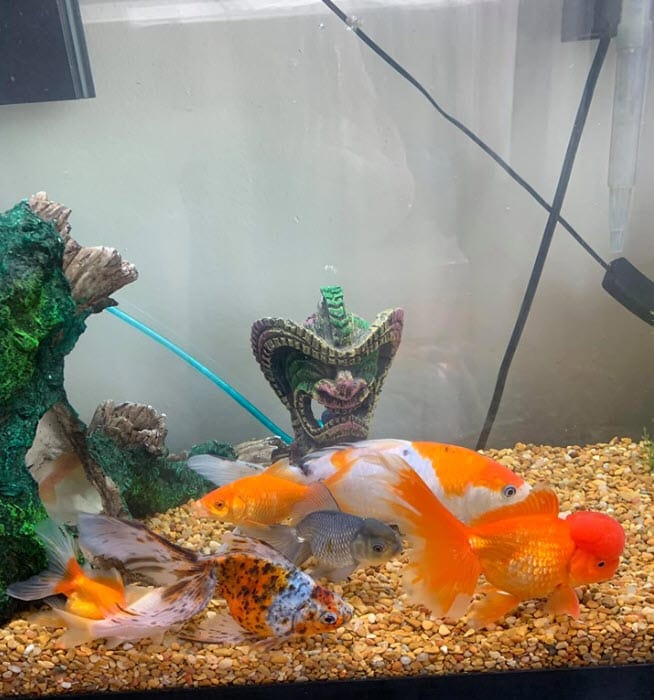 Goldfish hanging in the bottom of a tank due to excess chlorine