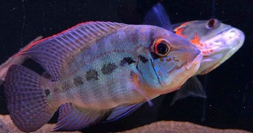 Hoplarchus psittacus - True Parrot Fish