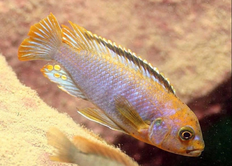 Iodotropheus sprengerae Makokola Reef