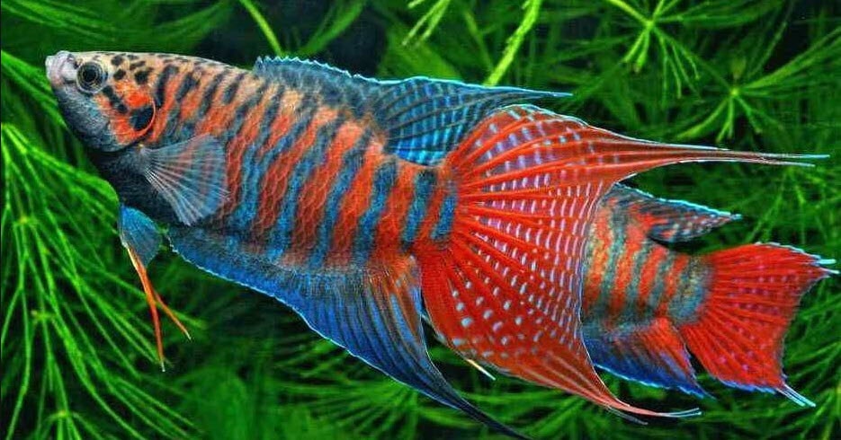 Macropodus opercularis Paradise Fish