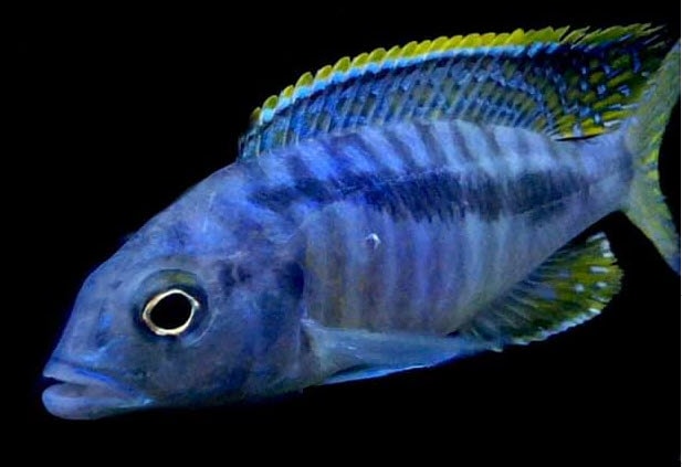 Mylochromis spilostichus - Makokola Reef