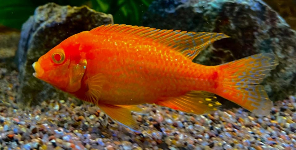 Peacock Fire Fish – Albino