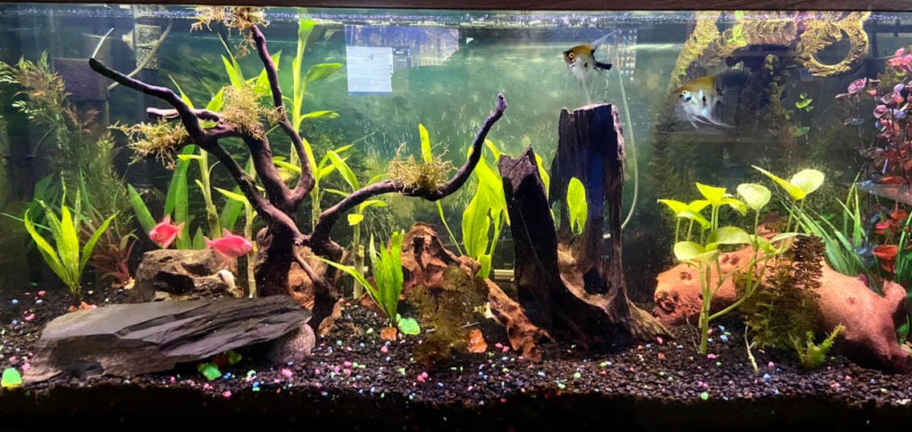 Planted Aquarium with Under-gravel Filter