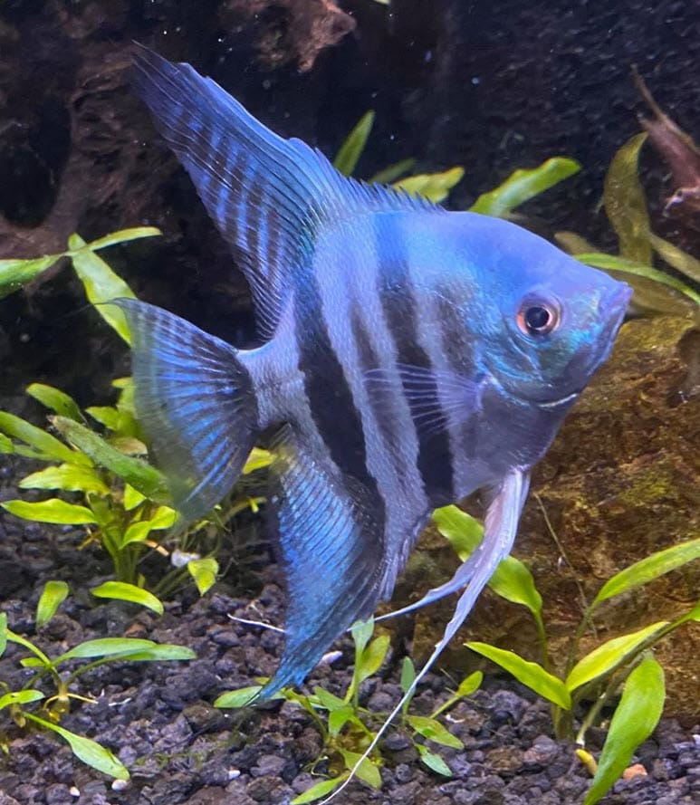 Pterophyllum scalare - Blue Angelfish