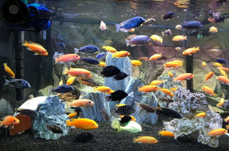 Anaerobic Myth in the Aquarium