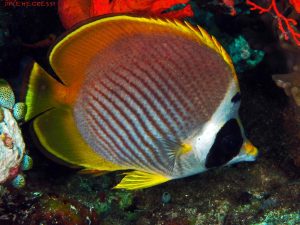 Chaetodon adiergastos - Philippine Butterflyfish