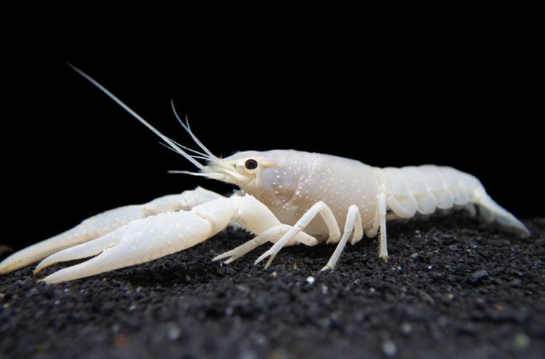Crayfish White Specter Procambarus clarkii