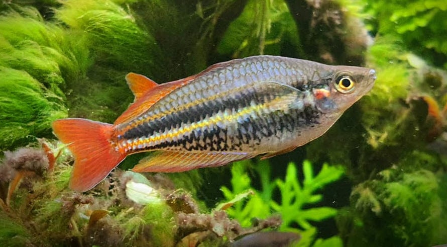 Melanotaenia splendida - Red Tailed Rainbowfish