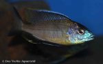 Nyassachromis prostoma - Ntekete