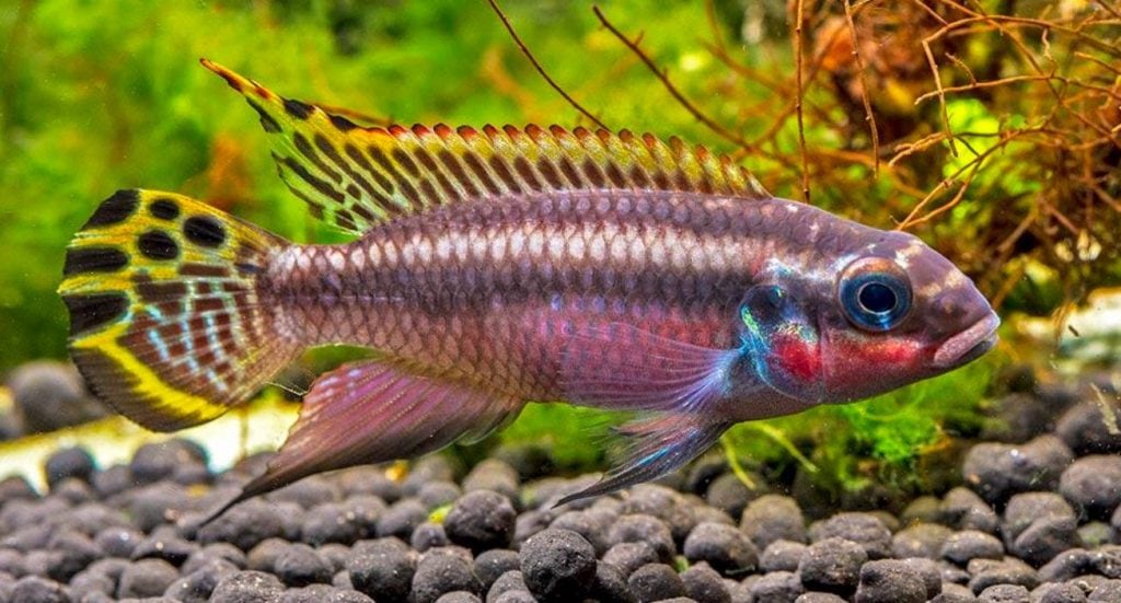Pelvicachromis taeniatus - Nigeria Red