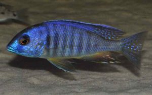 Placidochromis sp. 'electra blackfin' Makonde