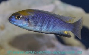 Tropheops sp. 'macrophthalmus chitimba blue' Chitimba Bay Deep