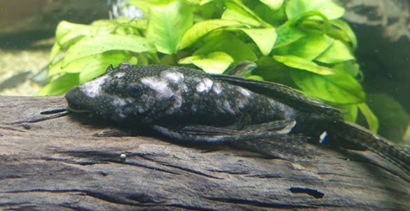 Bacterial Infections in Fish