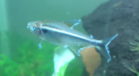 Fin Rot in Aquarium Fish