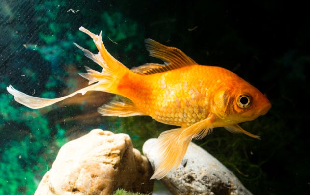 Fin rot on a Goldfish