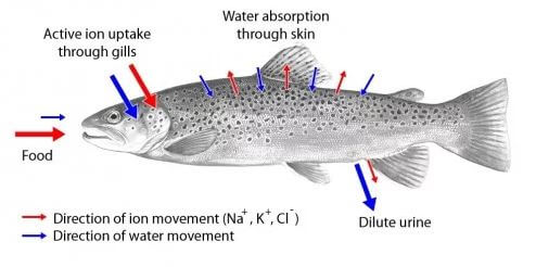 Osmoregulation in Freshwater fish.