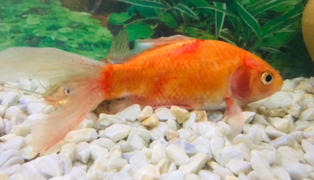 Red Blotch or Septicemia in a goldfish