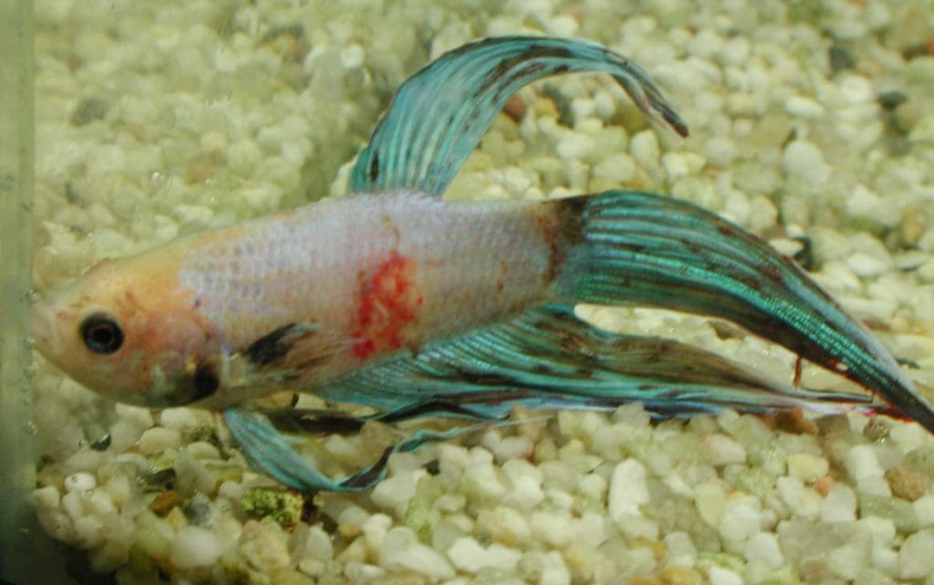 Septicemia in a betta fish