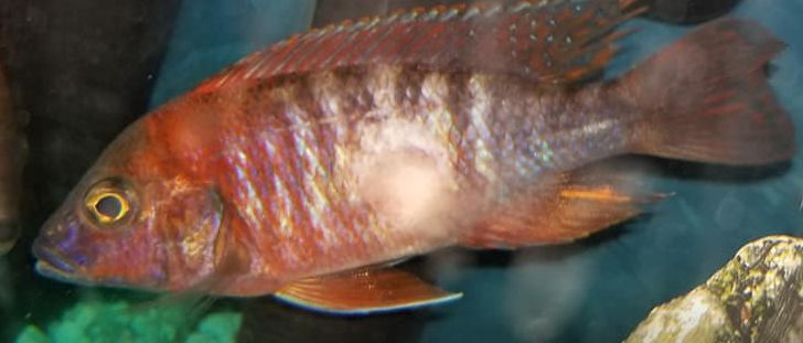 Skin Ulcers in Aquarium Fish