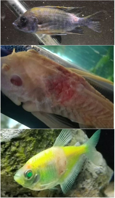 three photos of fish skin ulcers