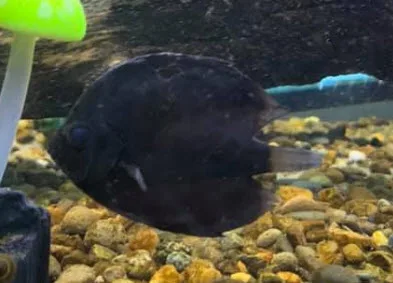 Black Death in Aquarium Fish