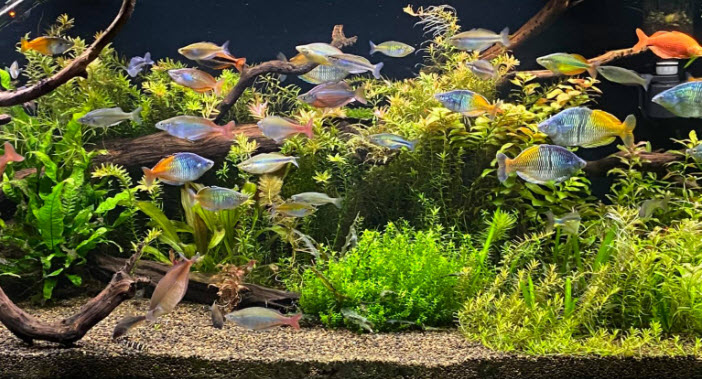 Aquarium with heavy stocking and plants - VERY difficult to do