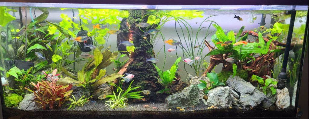 Lots of Fish Lots of Plants Aquarium
