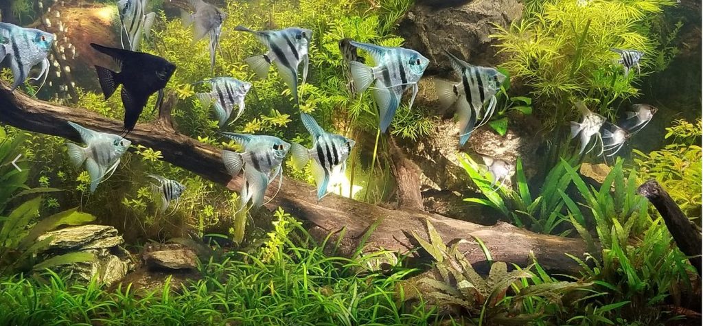 Many Fish Many Plants