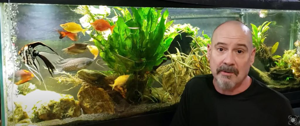 Dan’s “Mature” Aquarium
