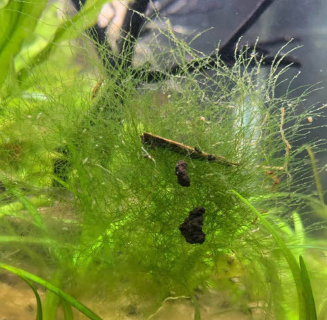 Green staghorn algae