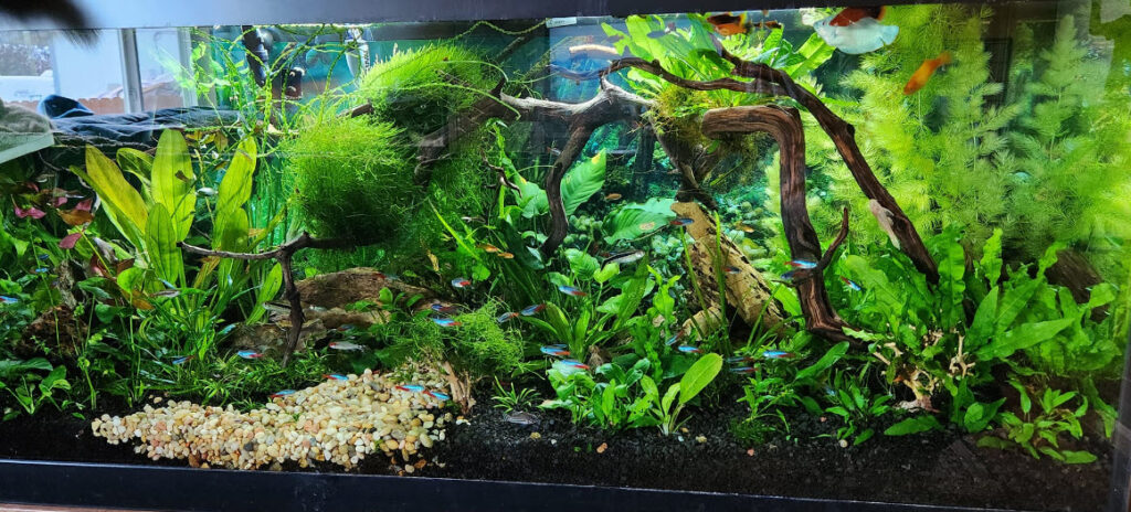 Low Tech Planted Aquarium