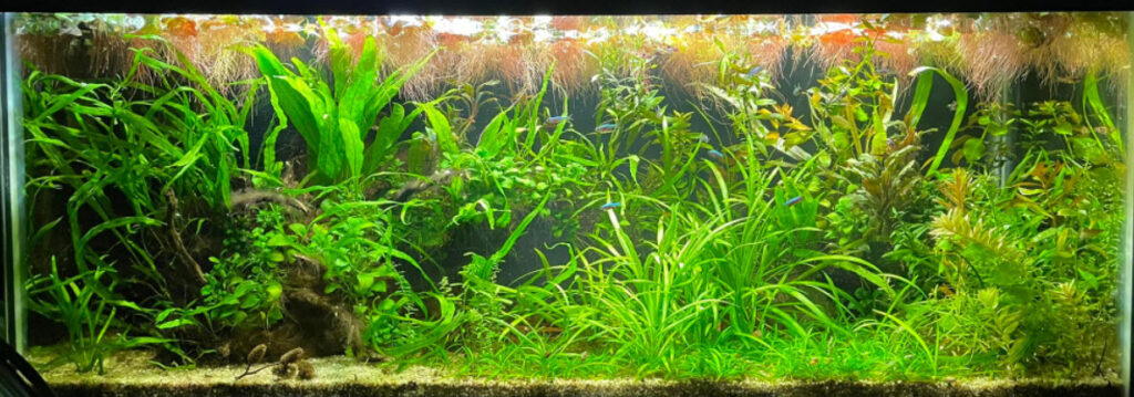 “Natural” Aquarium