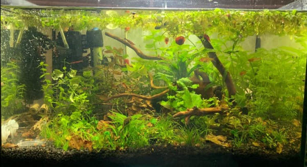 “Natural” Aquarium