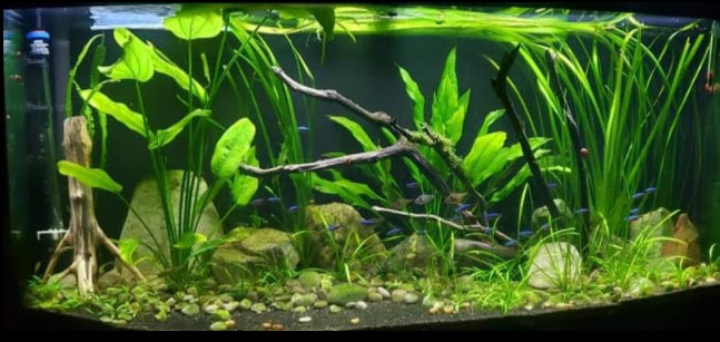 “Natural” Aquarium