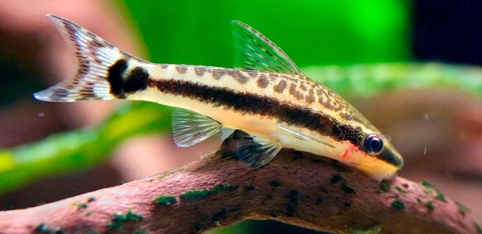 Otocinclus vittatus