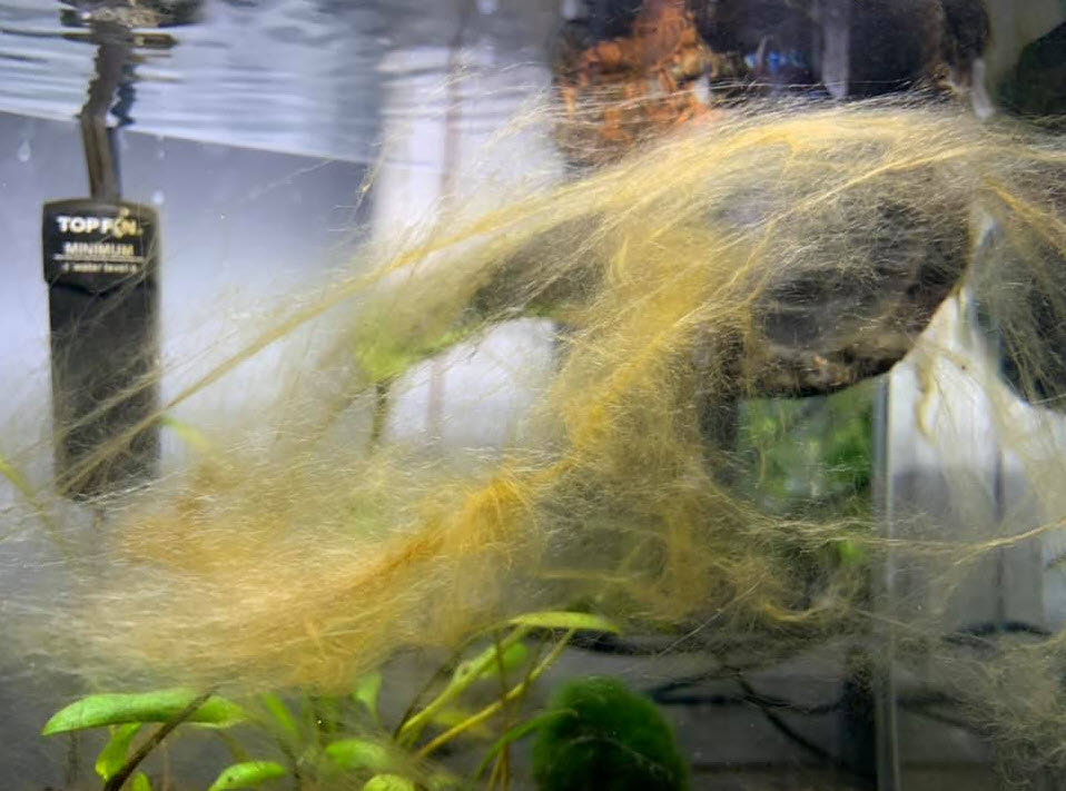 Rhizoclonium genus algae