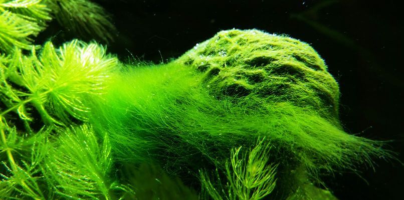 Spirogyra genus algae
