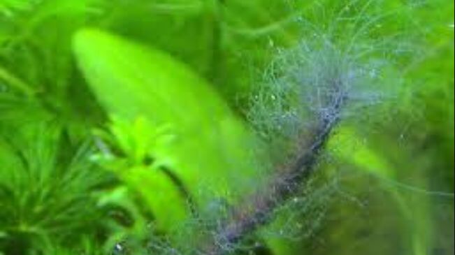 Staghorn Algae