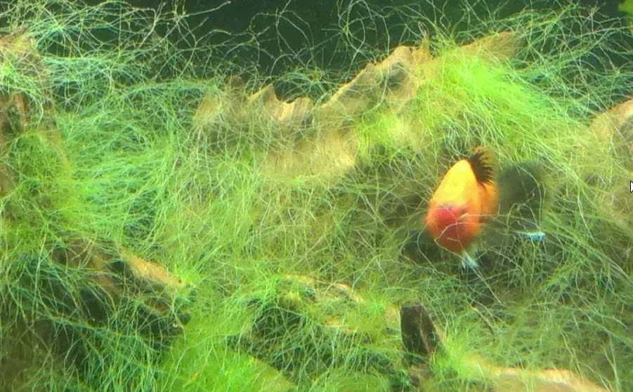 Thread Algae in the Aquarium