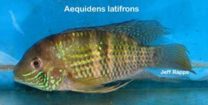 Andinoacara latifrons - Platinum Acara