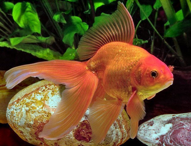 Fantail goldfish