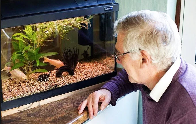 Two 30+ year old Goldfish