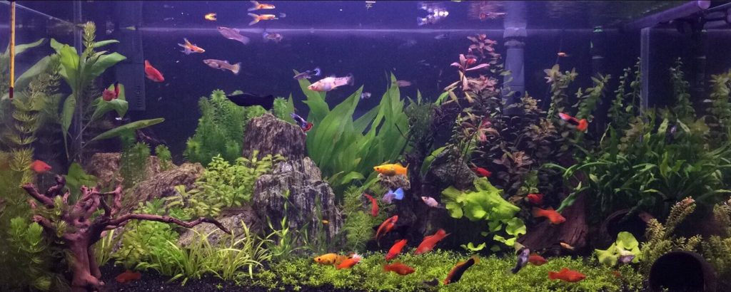 Guppies and Live Bearers