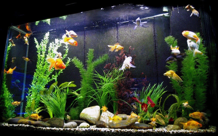 Size of Goldfish