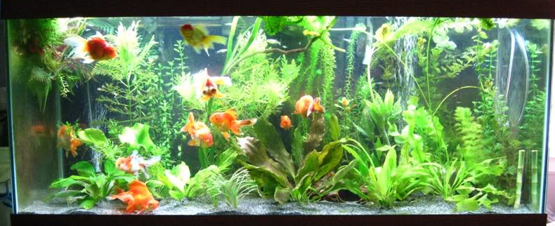 Stocking Goldfish