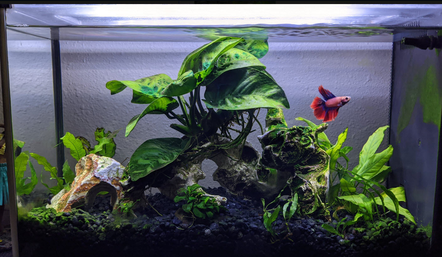Bettas in the Tropical Aquarium