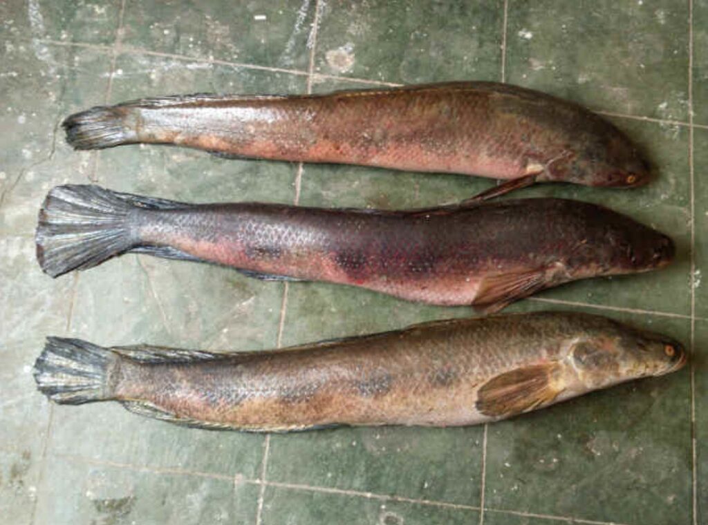 Channa marulius